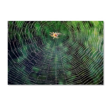 Robert Harding Picture Library 'Small Spider' Canvas Art,12x19